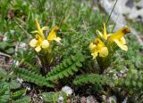 Pedicularis oederi. Цветущие растения. Хабаровский край, р-н имени Лазо, массив горы Ко, гора Столовая, вершина, выс. ≈ 1920 м н.у.м., горная тундра. 22.06.2026.