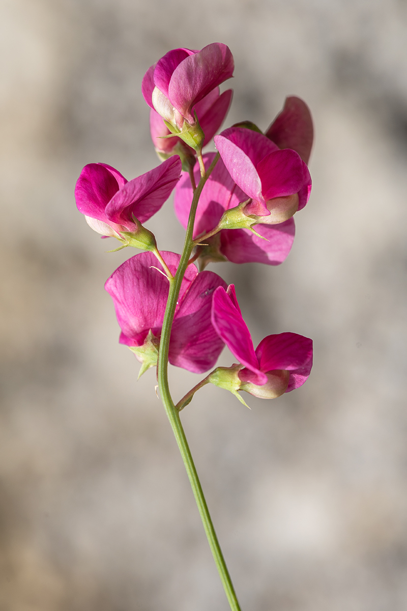 Изображение особи Lathyrus tuberosus.