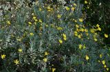 Euryops chrysanthemoides