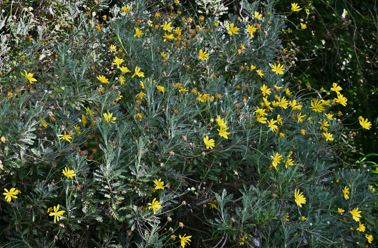 Image of Euryops chrysanthemoides specimen.