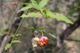 Euonymus verrucosus. Часть веточки с соплодием. Крым, Севастополь, Байдарская дол., шибляк вдоль р. Узунджа. 19.08.2026.