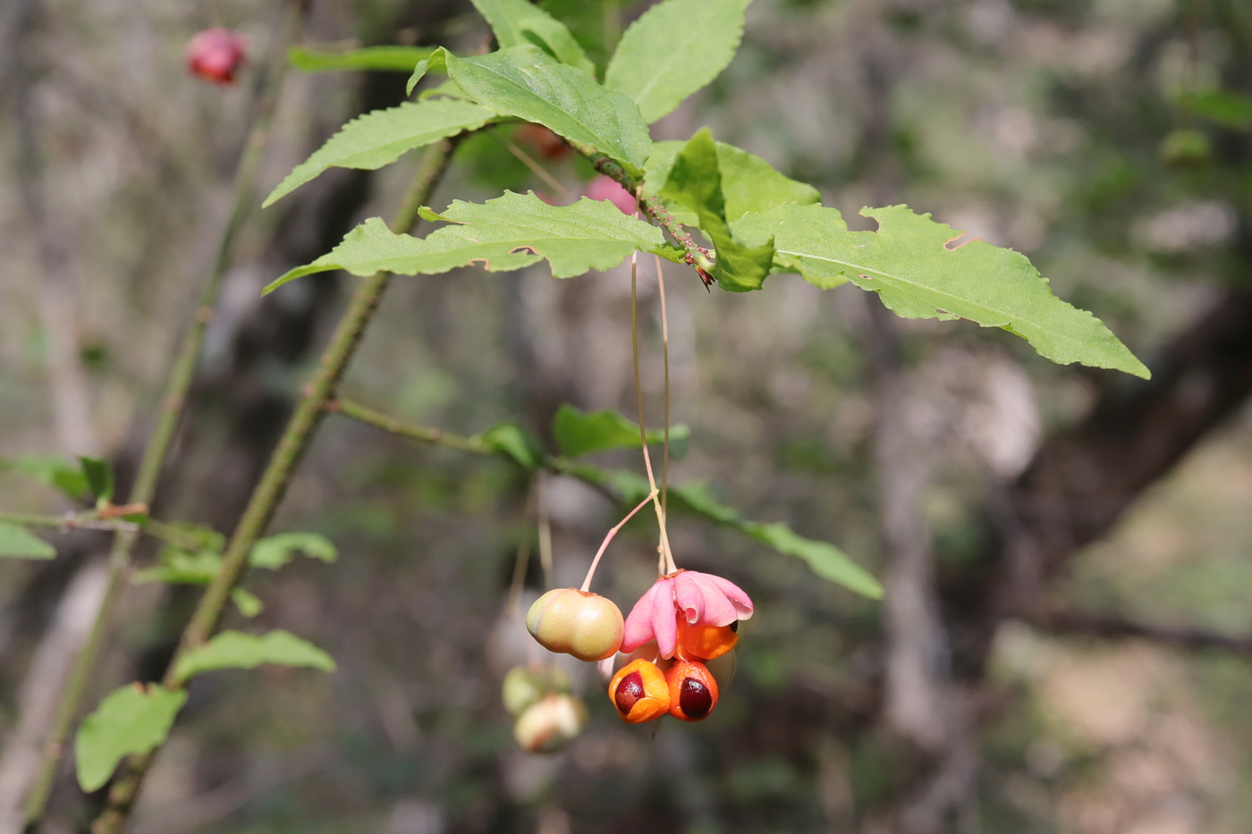 Image of Euonymus verrucosus specimen.