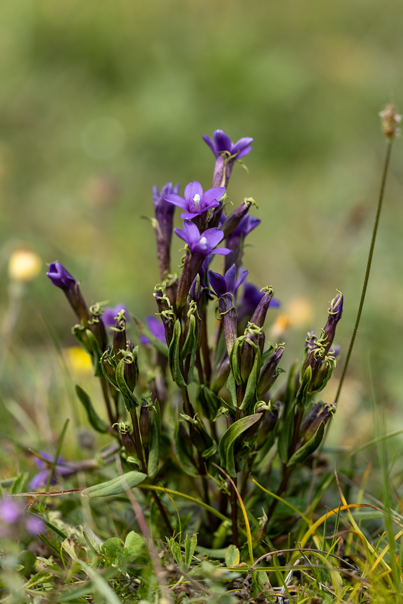 Image of Gentianella caucasea specimen.