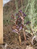 Orobanche amoena. Цветущие растения. Таджикистан, Согдийская обл., Айнинский р-н; Памиро-Алай, Фанские горы, подножье горы Сарытаг, ≈ 2440 м н.у.м., полынная степь. 27 июня 2026 г.