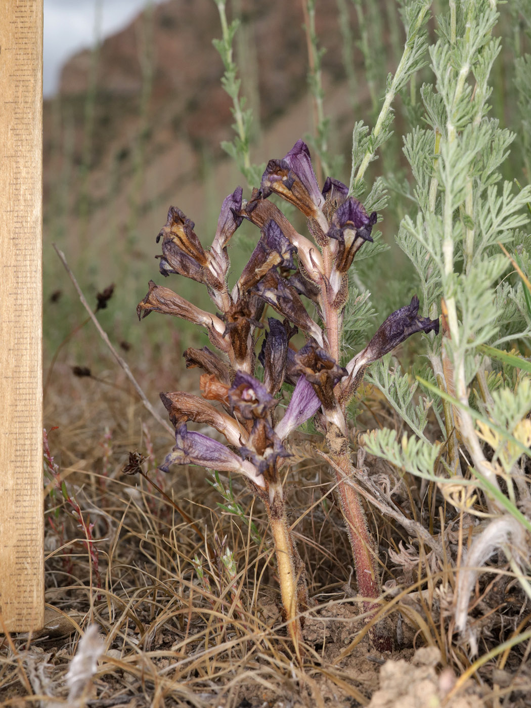 Image of Orobanche amoena specimen.