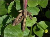 Ficaria verna