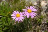 Aster alpinus. Соцветия. Карачаево-Черкесия, Карачаевский р-н, дол. р. Учкуланичи, 3000 м н.у.м., альпийский луг. 09.08.2026.