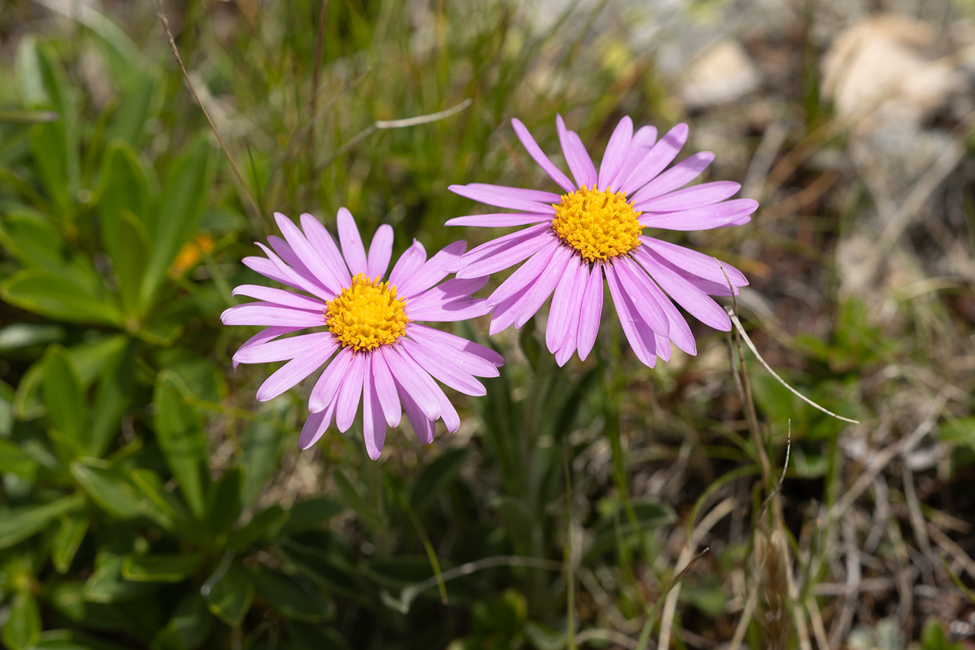 Изображение особи Aster alpinus.