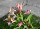 род Alstroemeria