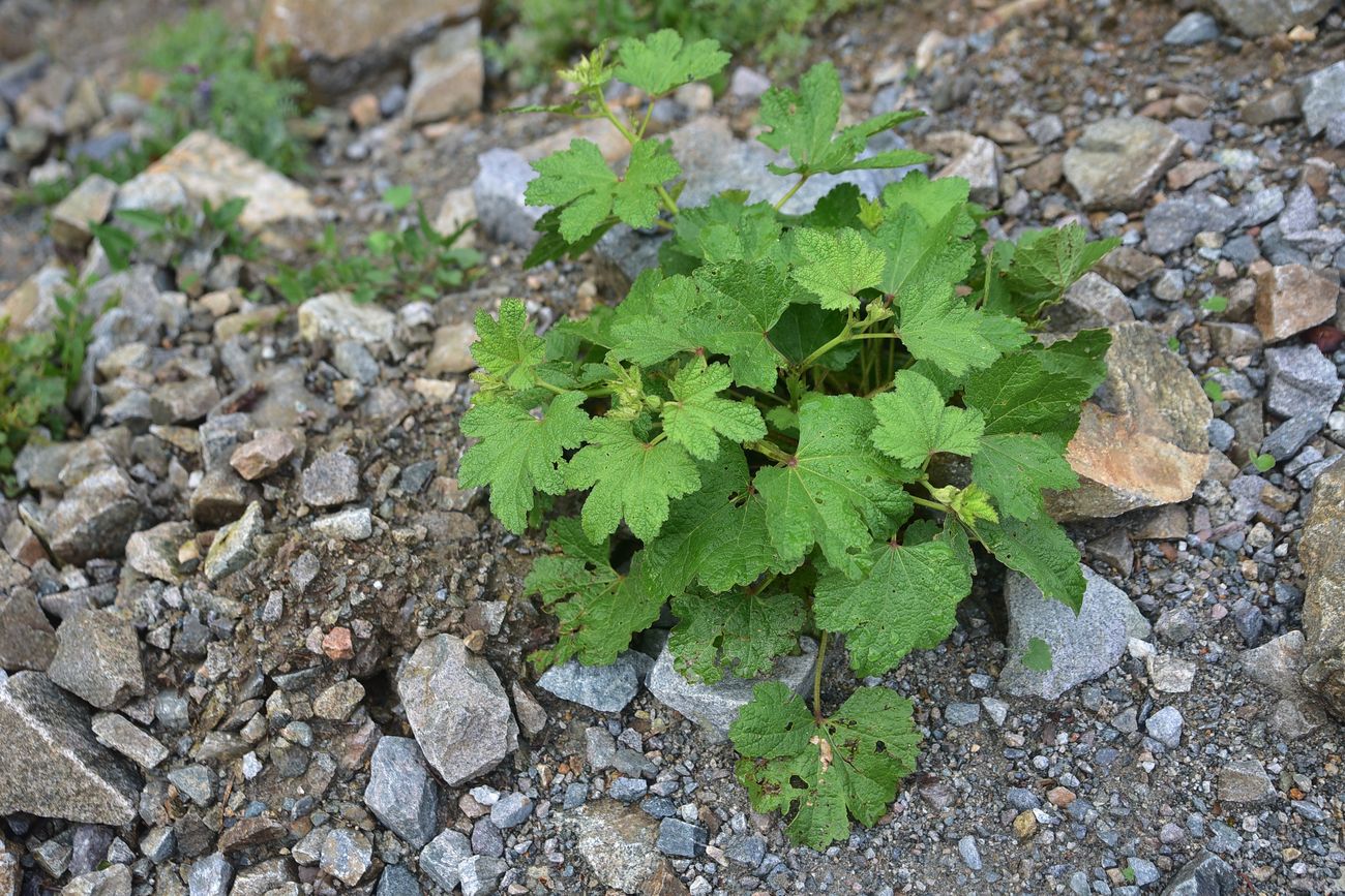 Image of familia Malvaceae specimen.