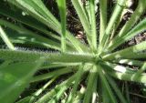 Echium vulgare