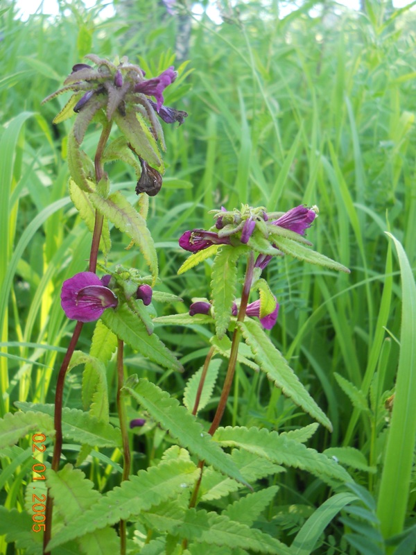 Изображение особи Pedicularis resupinata.