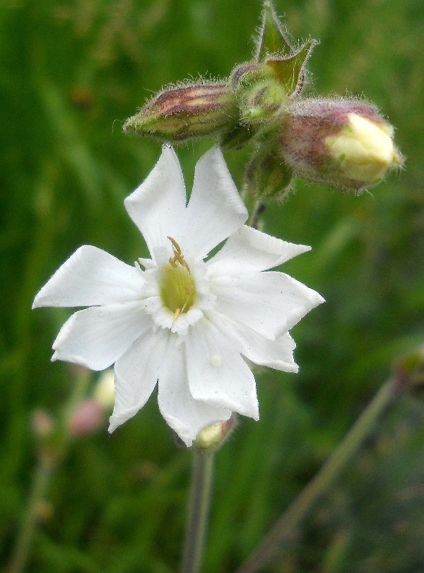 Image of Melandrium album specimen.