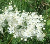 Filipendula vulgaris