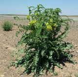 Astragalus vulpinus. Цветущее растение. Казахстан. Алматинская обл. 13.05.2011.