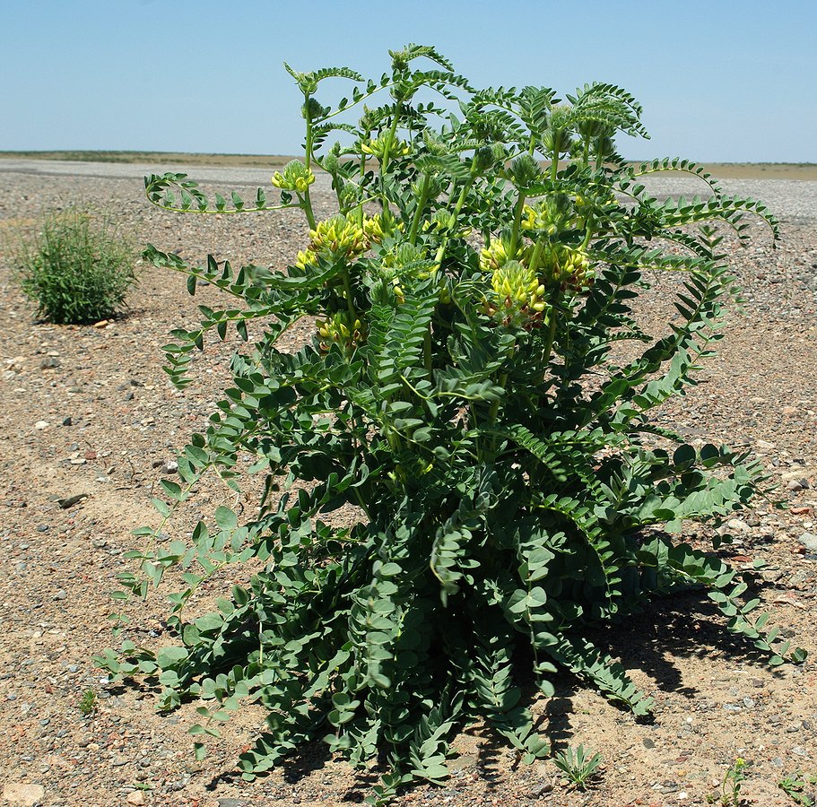 Image of Astragalus vulpinus specimen.