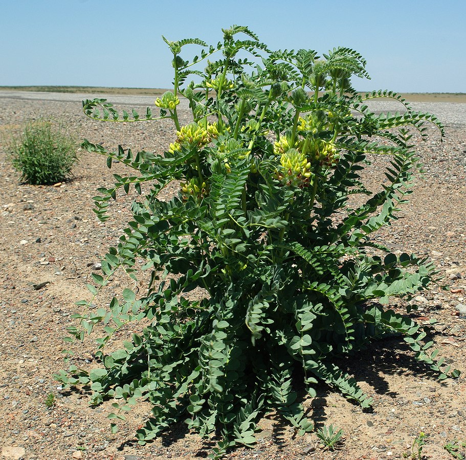 Изображение особи Astragalus vulpinus.