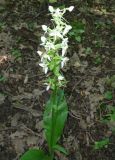 Platanthera chlorantha