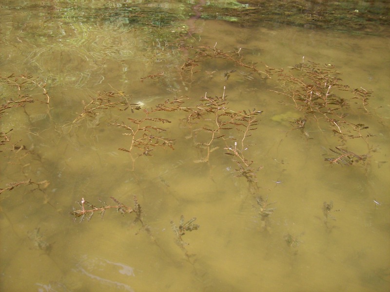 Image of Potamogeton crispus specimen.