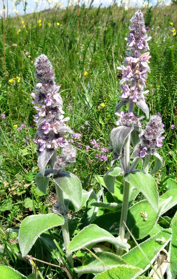 Изображение особи Stachys germanica.