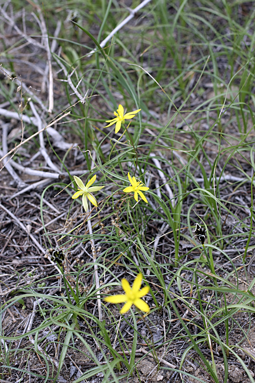 Image of Gagea stipitata specimen.