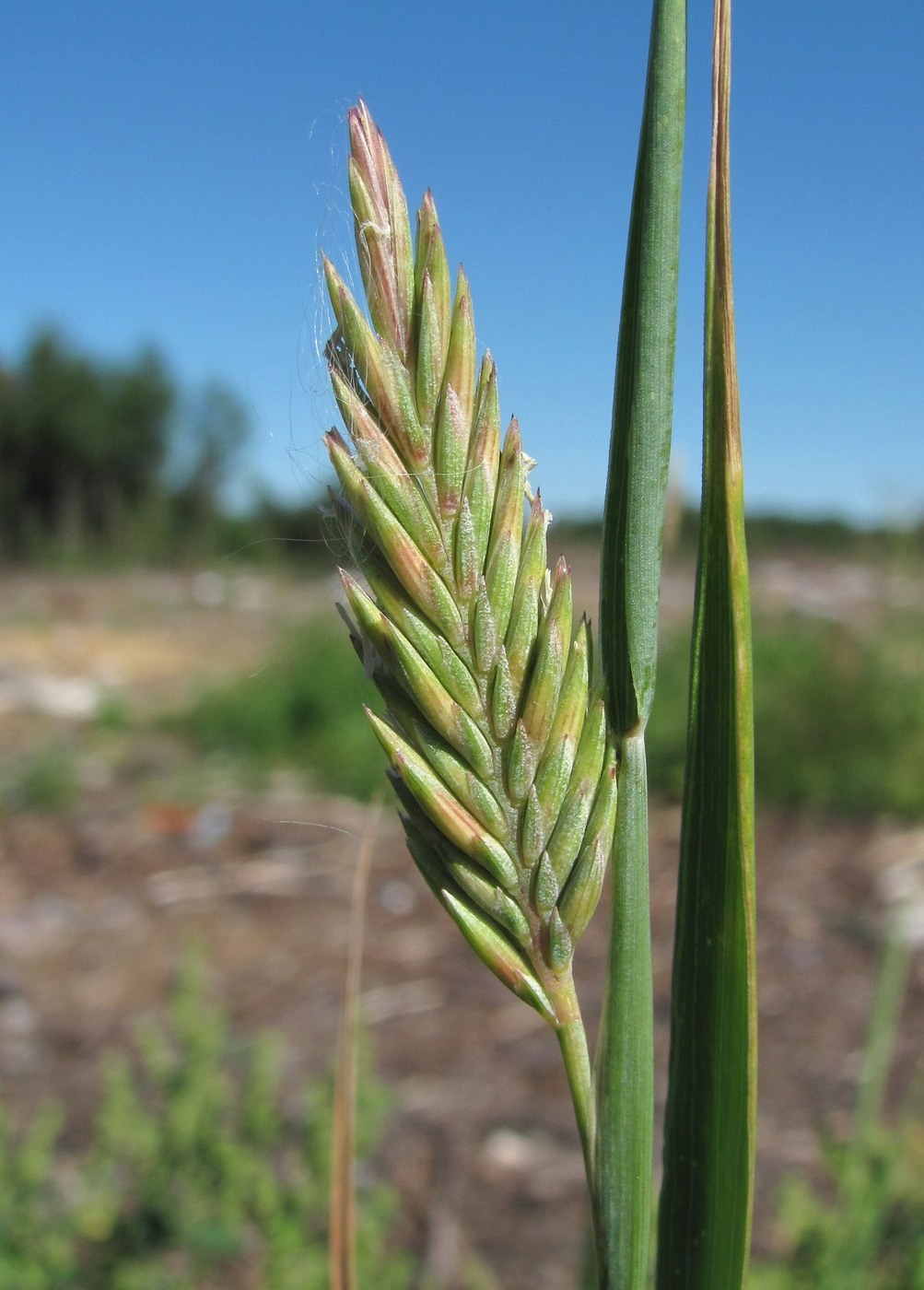 Изображение особи род &times; Agrotrigia.