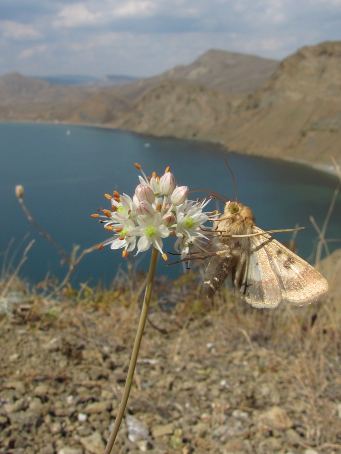 Image of Allium &times; agarmyschicum specimen.