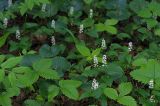 Maianthemum bifolium. Цветущие растения в смешанном лесу. Московская обл., Раменский р-н, Хрипань. 09.06.2008.