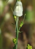 genus Linaria. Завязи. Казахстан, Алматинская обл., Куртинское водохранилище. 13.05.2011.