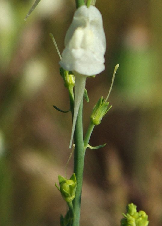 Изображение особи род Linaria.