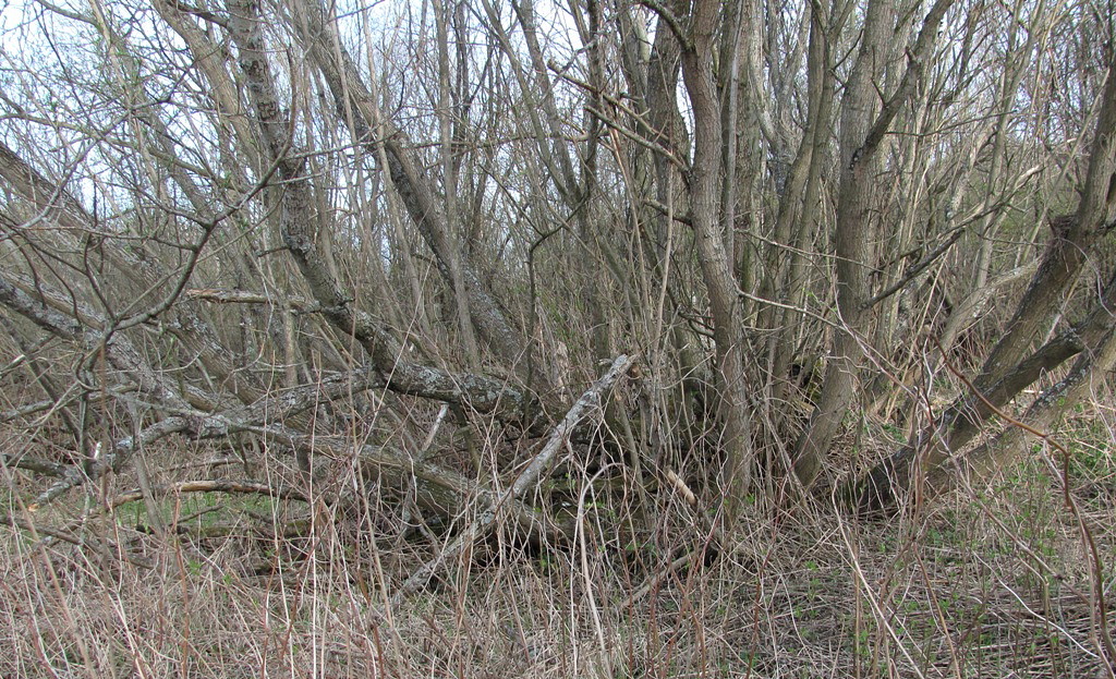 Image of Salix gmelinii specimen.