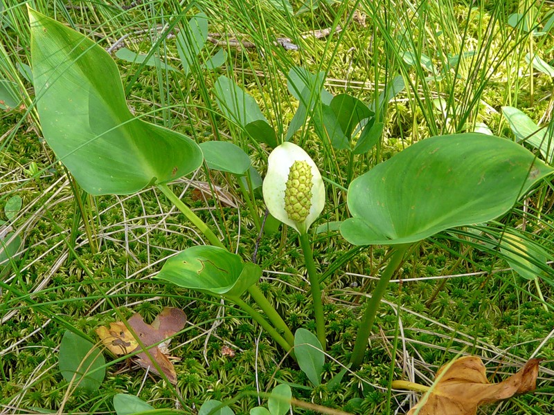 Image of Calla palustris specimen.