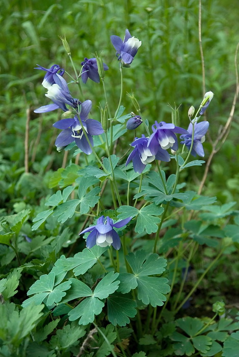 Изображение особи Aquilegia flabellata.