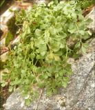 Asplenium ruta-muraria. Растение в расщелине скалы. Черноморское побережье Кавказа, Новороссийск, к югу от мыса Шесхарис, можжевеловый лес на дне ущелья. 3 декабря 2011 г.