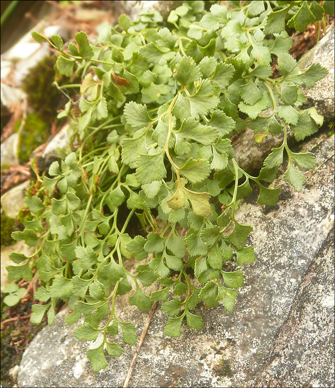 Изображение особи Asplenium ruta-muraria.