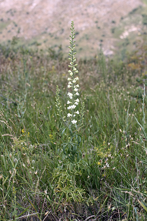 Изображение особи Delphinium pavlovii.