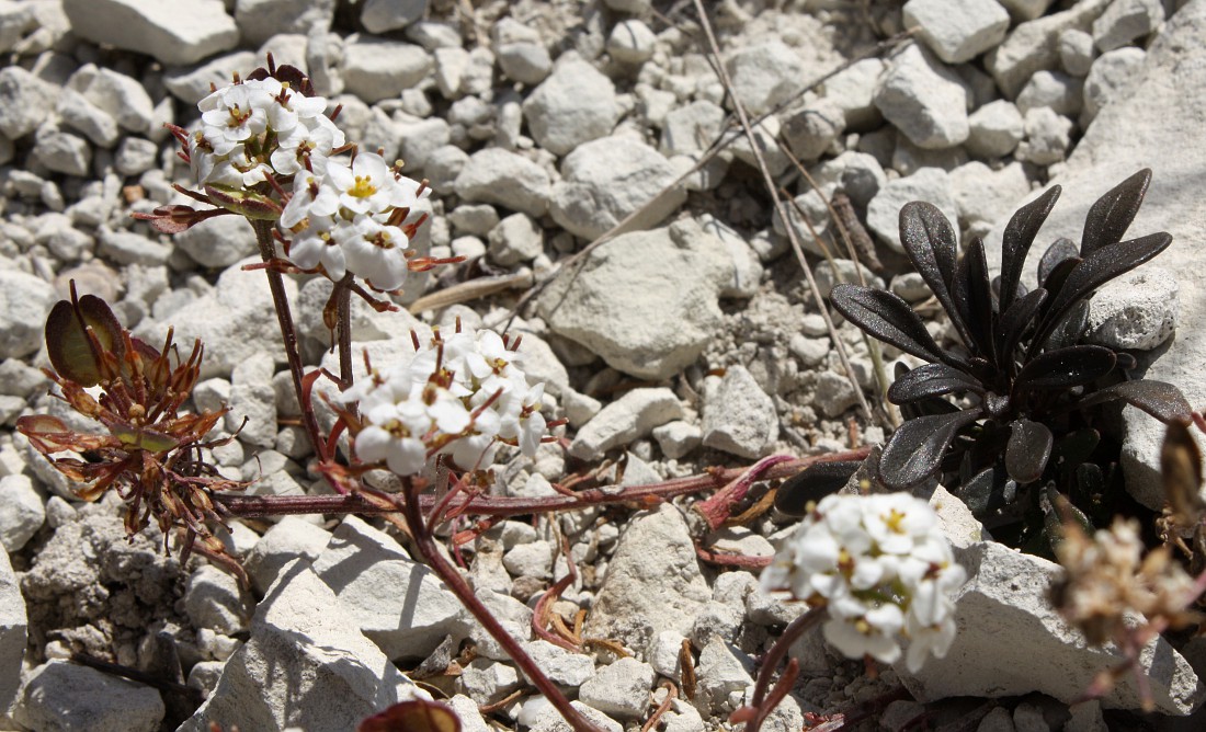 Image of Iberis simplex specimen.