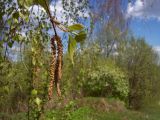 Betula pendula