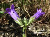 Campanula talievii