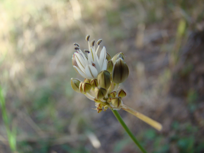 Image of Allium leptomorphum specimen.