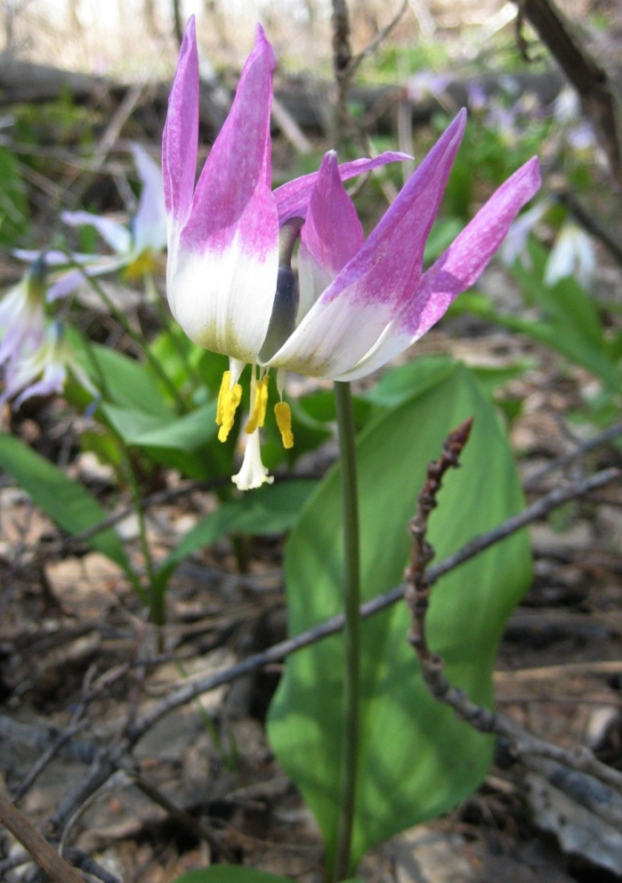 Изображение особи Erythronium sibiricum.