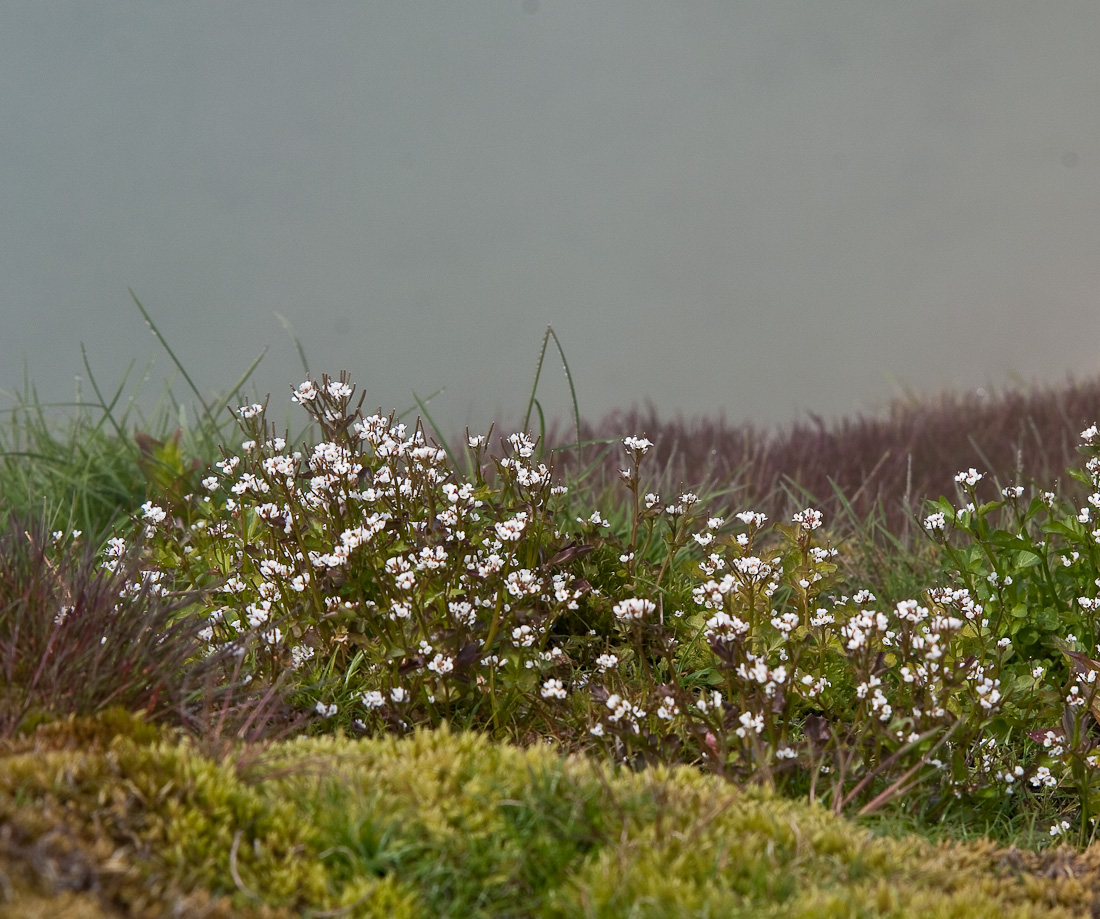 Image of Cardamine regeliana specimen.