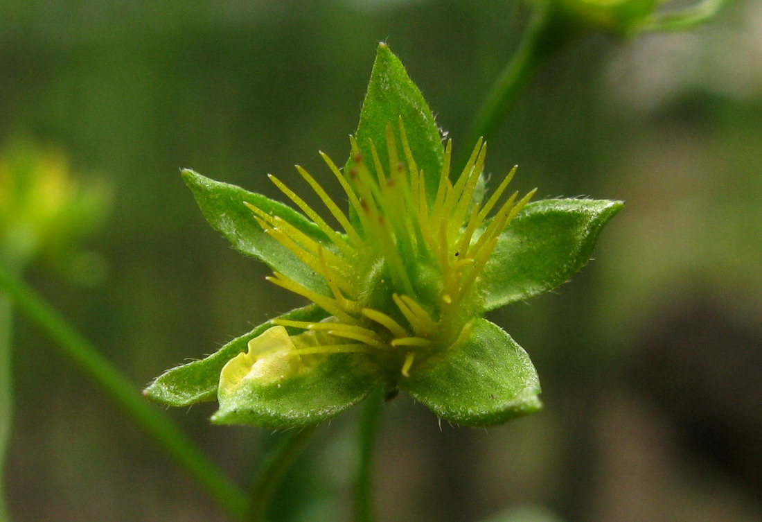 Image of Waldsteinia tanzybeica specimen.