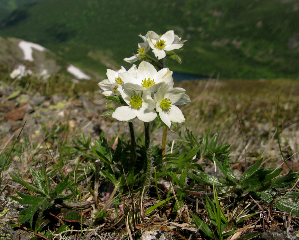 Изображение особи Anemonastrum sibiricum.