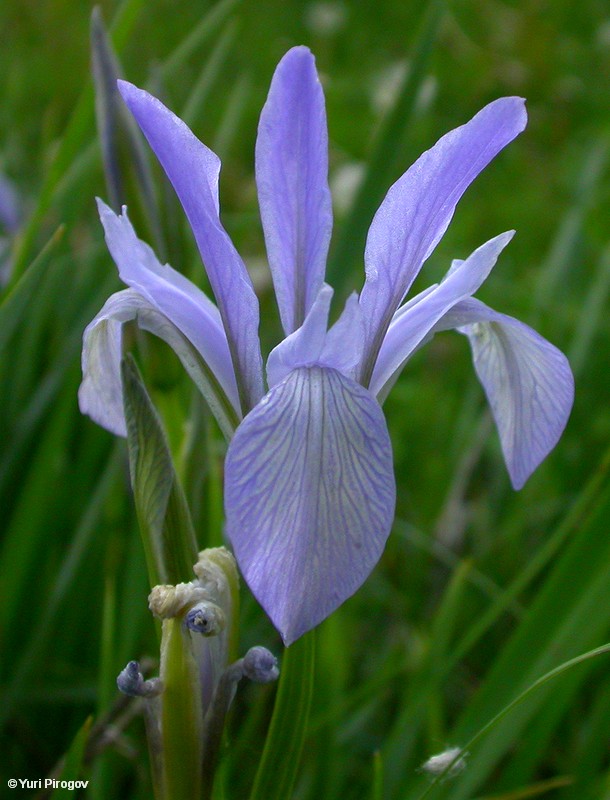 Изображение особи Iris pallasii.