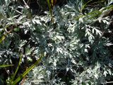 Artemisia stelleriana. Листья. Сахалинская обл., о-в Итуруп, Одесский залив. Сентябрь 2011 г.