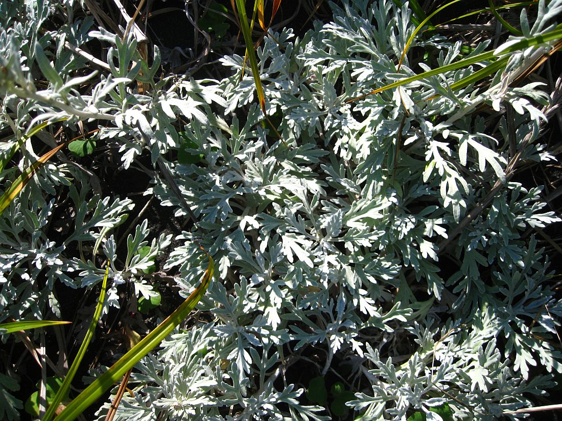 Image of Artemisia stelleriana specimen.