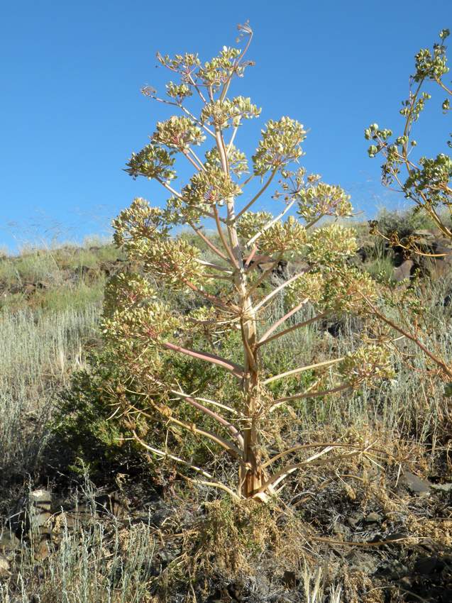 Изображение особи Ferula teterrima.