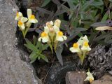 Linaria japonica. Верхушки побегов с соцветиями. Хабаровский край, Ванинский р-н, бух. Сизиман, прибрежные скалы. 16.08.2008.