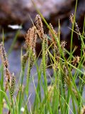 Carex nigra. Верхушки отцветших растений. Мурманская обл., Кандалакшский р-н, окр. пос. Колвица, берег р. Колвица. 03.07.2010.